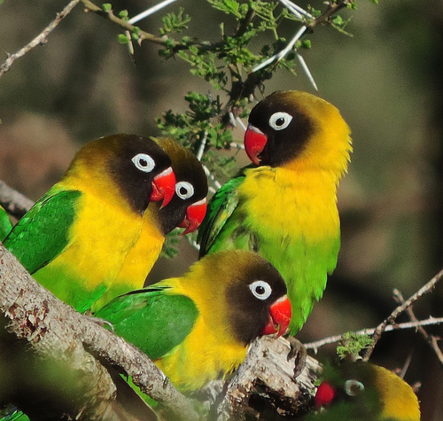 Agapornis