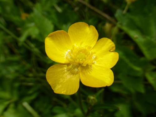 Anémona