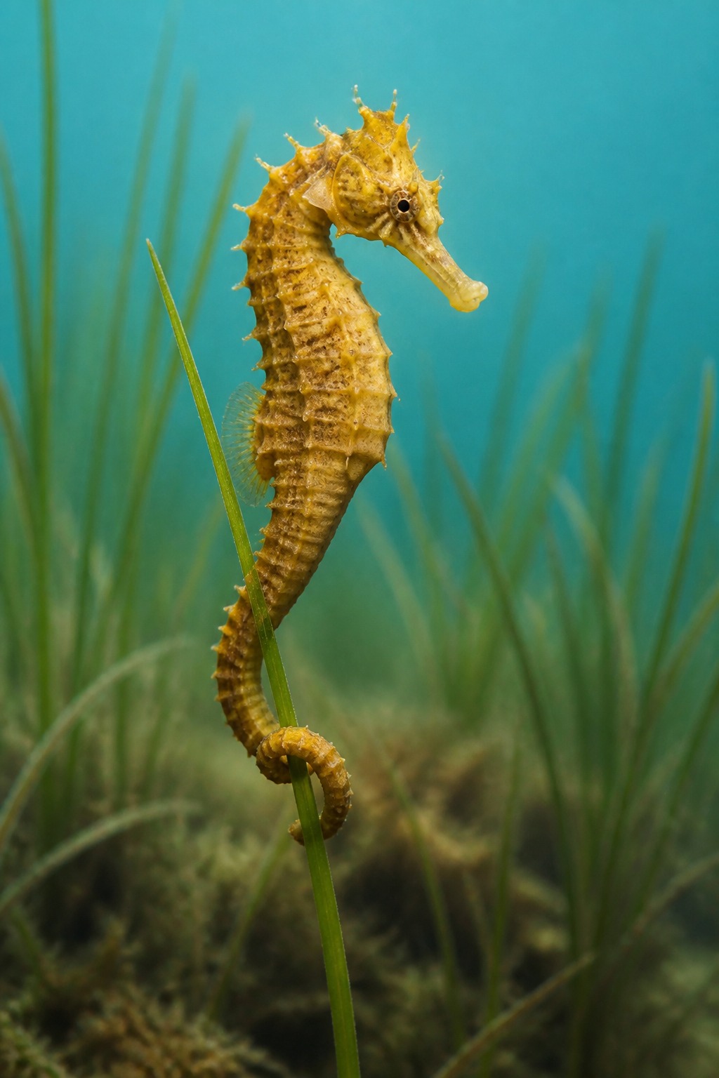 Caballito Del Pacifico