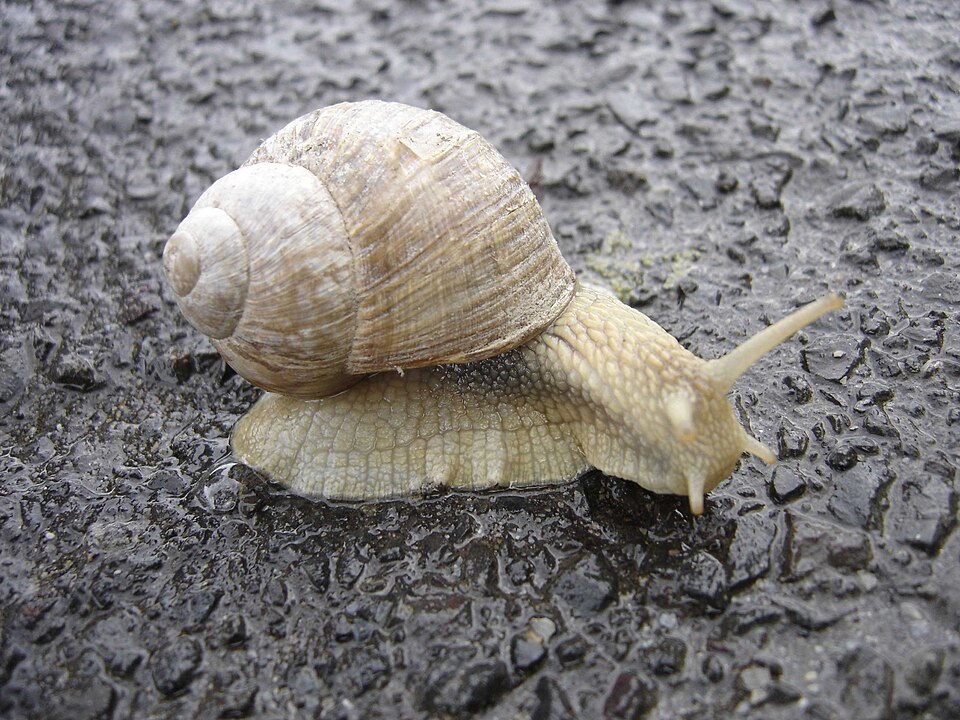 Cabrilla