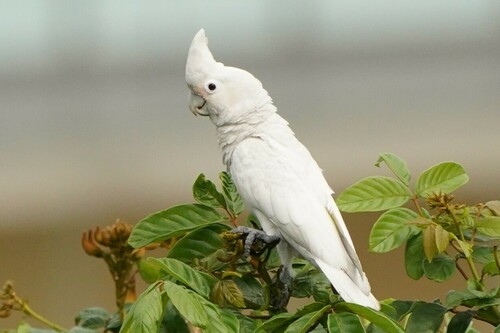 Cacatúa Goffie
