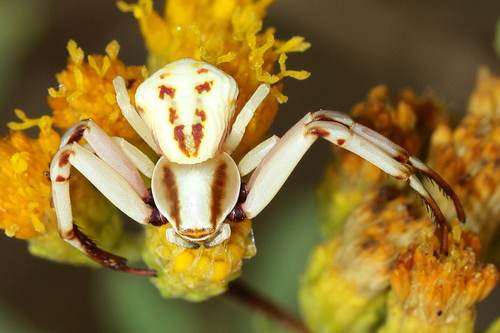Cangrejo Araña