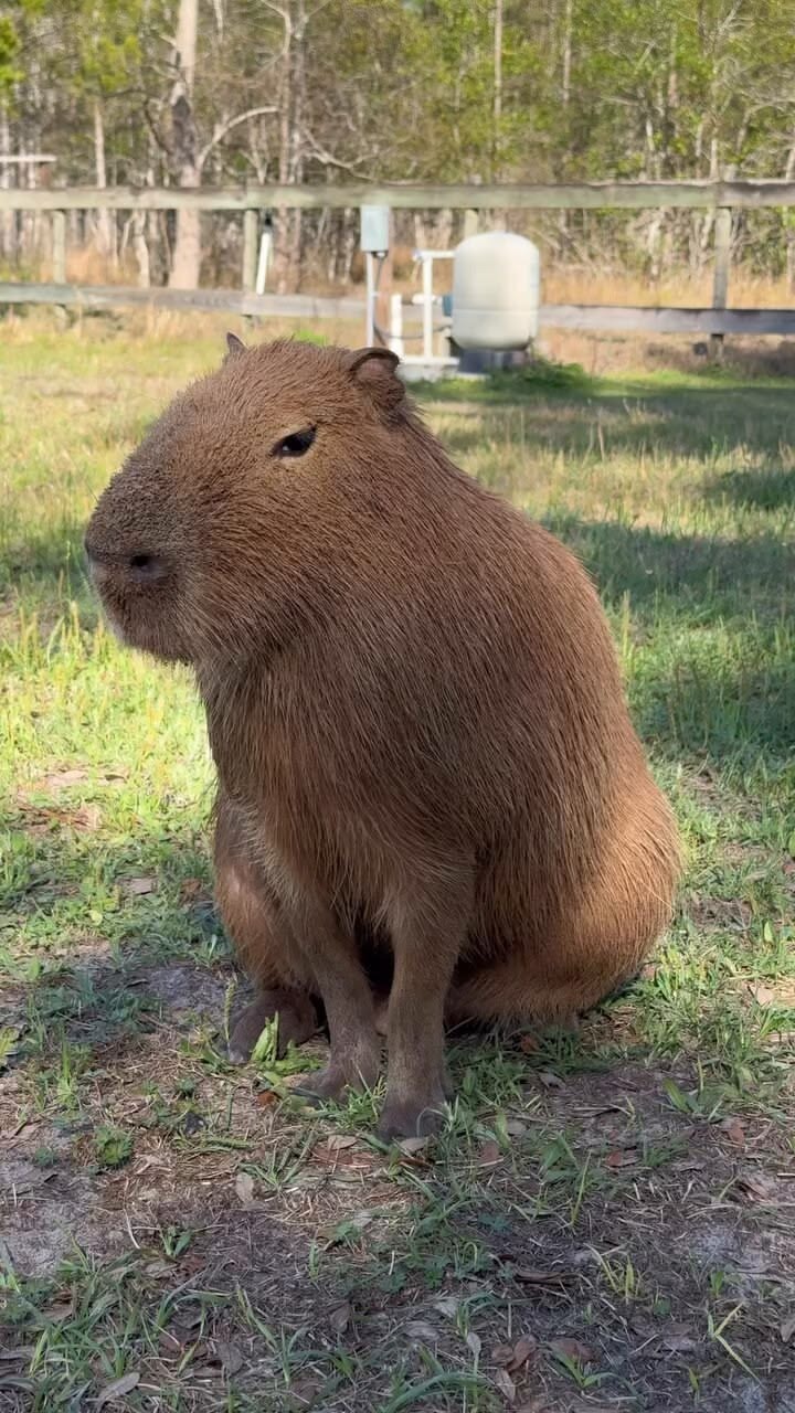 Capibara