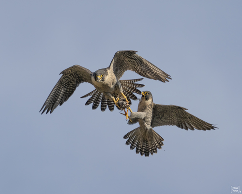 Caracara