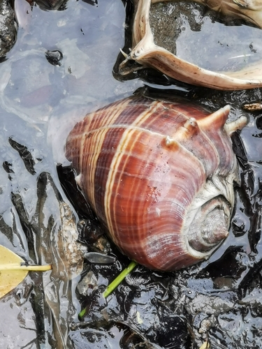 Caracol Burro