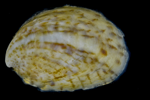 Caracol Chino