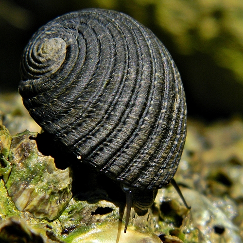 Caracol Nerita