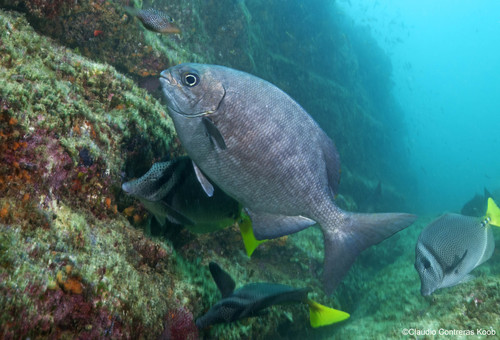Chopa De Cortes
