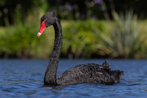 Cisne Negro