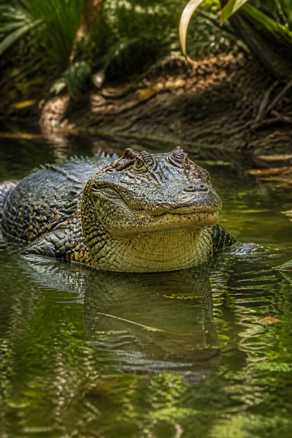 Cocodrilo De Pantano