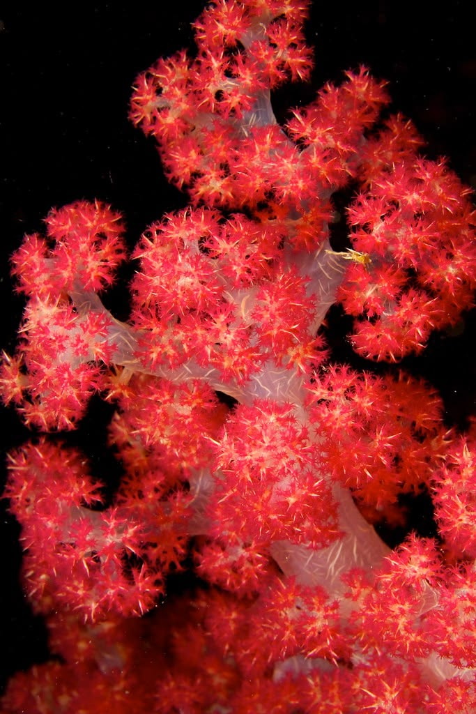 Coral Blando Colonias