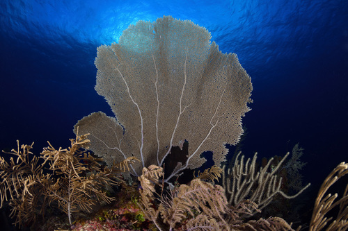Coral Gorgonia Arbustiva