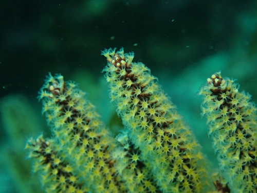 Coral Gorgonia Californiana