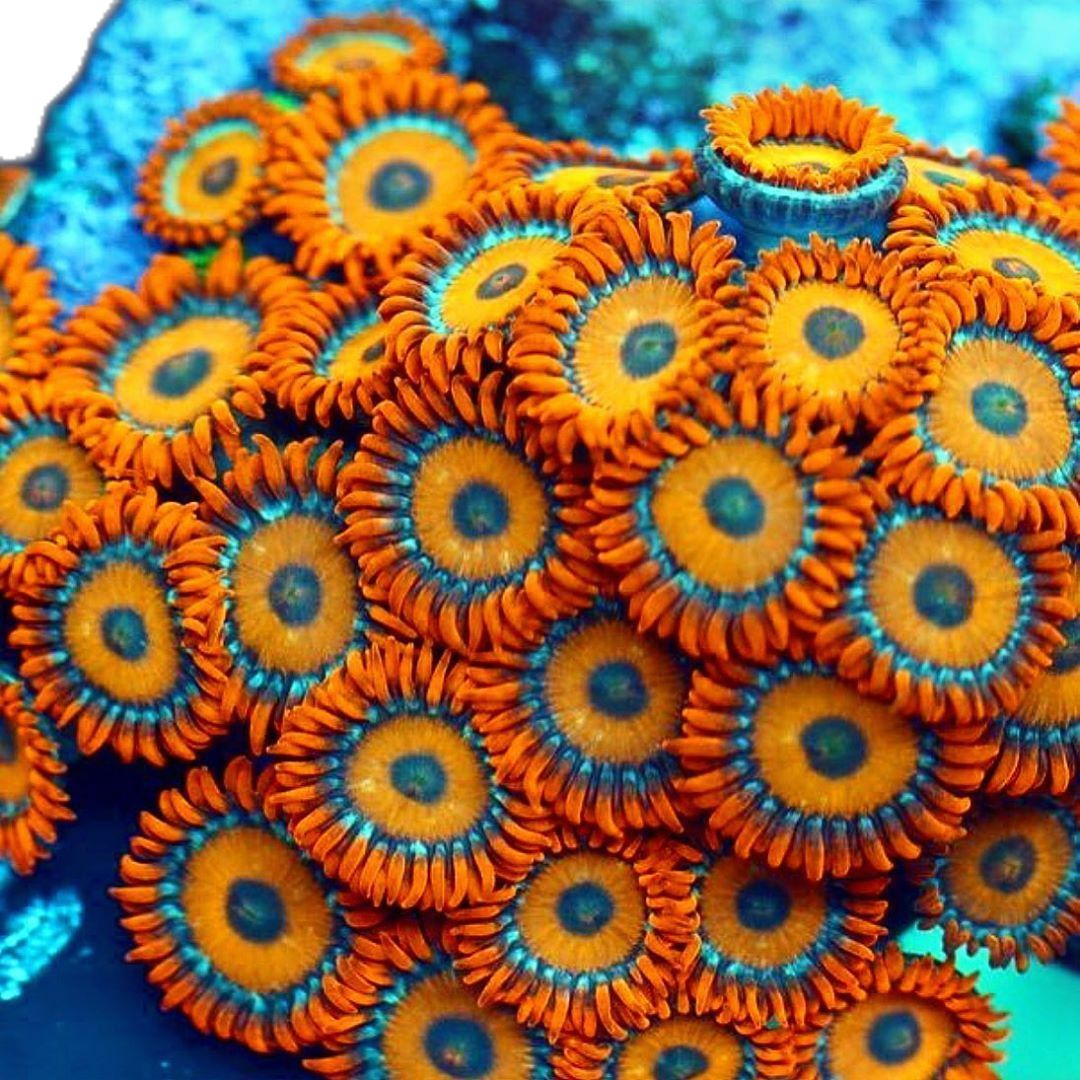 Coral Zoa Naranja