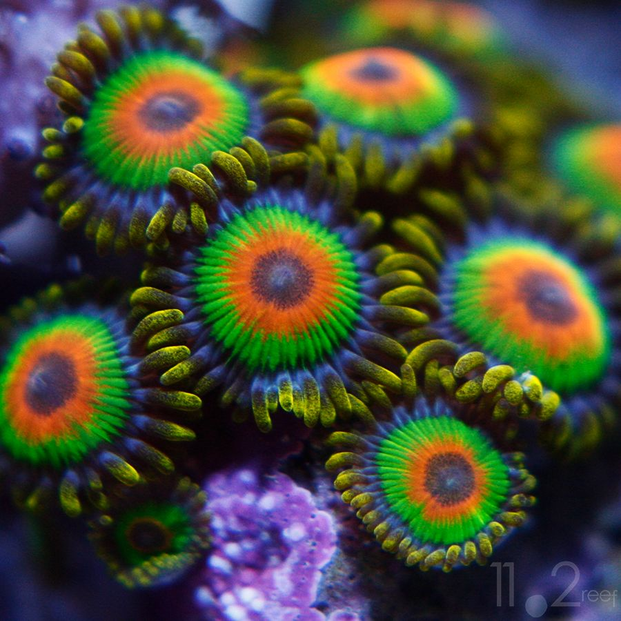 Coral Zoa Verdes