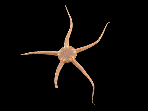 Estrellas Quebradizas