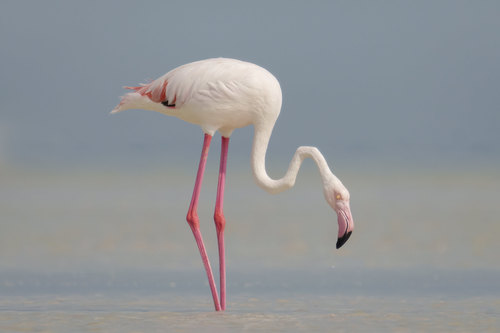 Flamenco Caribeño