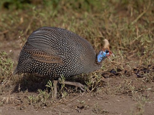 Gallinas De Guinea