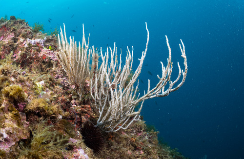 Gorgonia Blanca