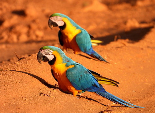Guacamaya Azul Amarillo