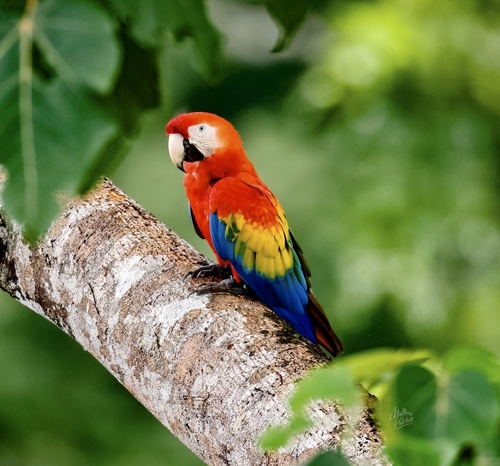 Guacamaya Rojo Escarlata