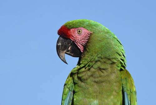 Guacamaya Verde