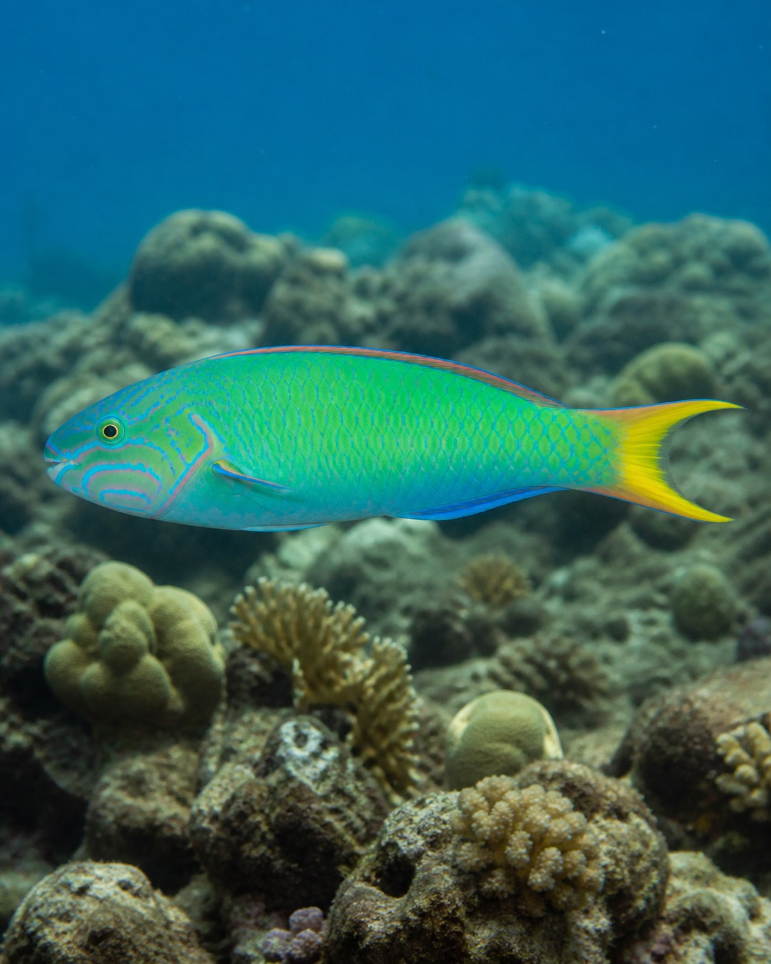Labrido Verde