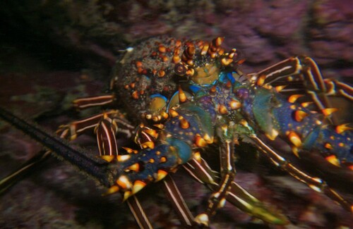 Langosta Azul