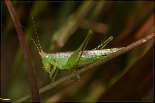 Langosta Verde
