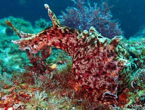 Liebre De Mar