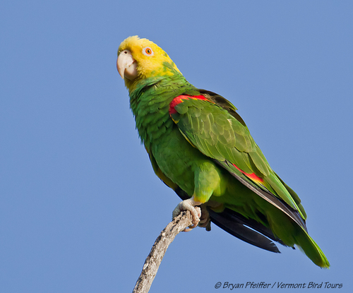 Loro Cabeza Amarilla