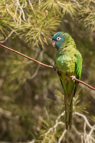Loro Corona Azul