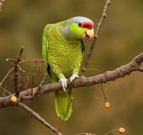 Loro Corona Lila