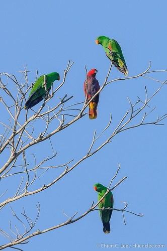 Loro Eclectus