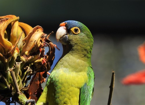 Loro Perico Frente Naranja