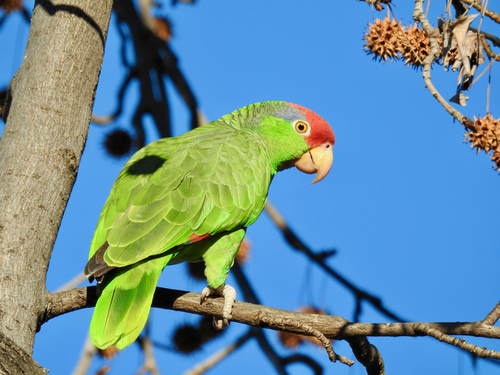 Loro Tamaulipeco