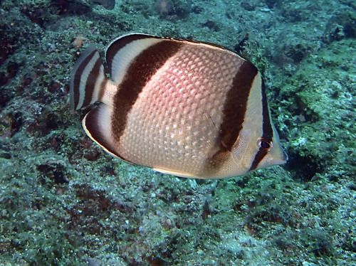 Mariposa Muñeca