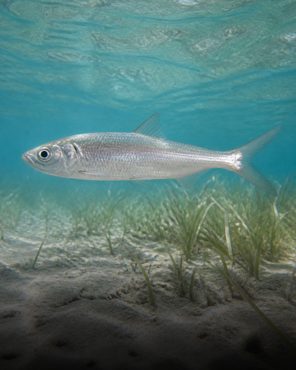 Mojarra Charrita