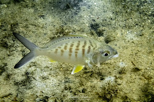 Mojarra Trompetera