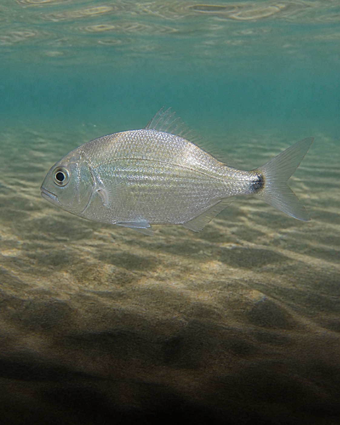 Mojarra