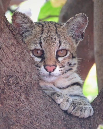 Ocelote