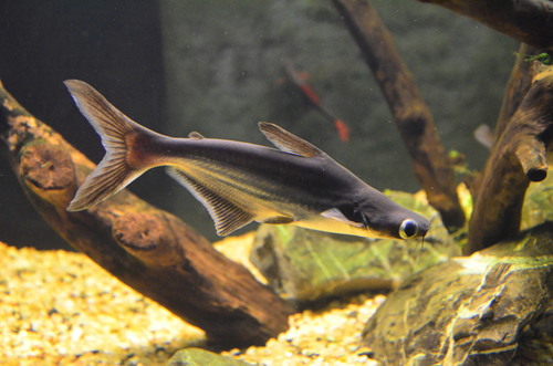 Pangasio