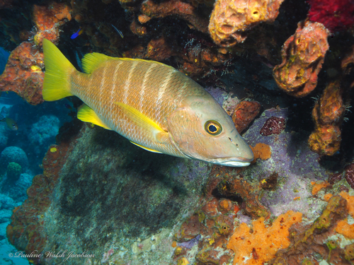 Pargo Amarillo