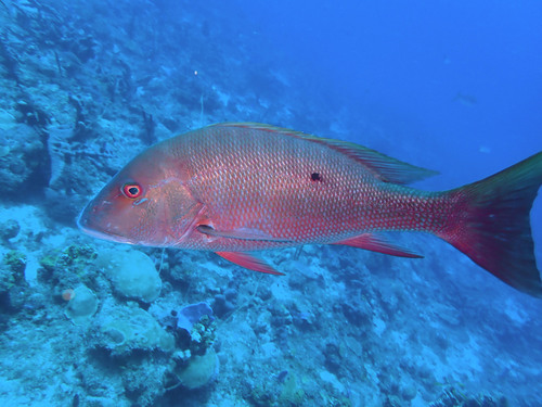 Pargo Colorado