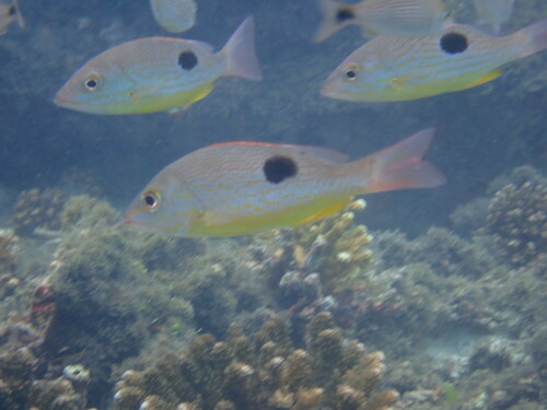 Pargo Lunarejo