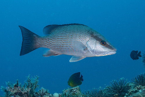 Pargo Prieto