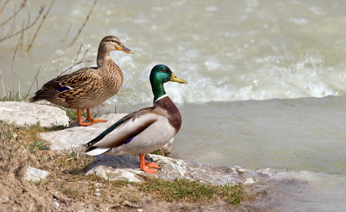 Pato Comun