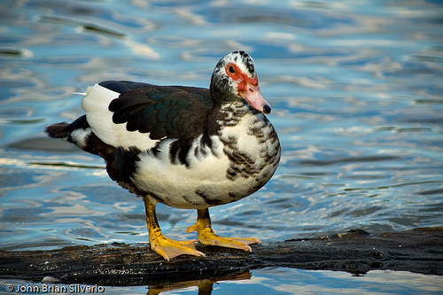 Pato Criollo
