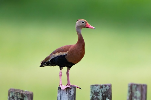 Pato Pichichin
