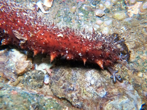 Pepino De Mar Arenero